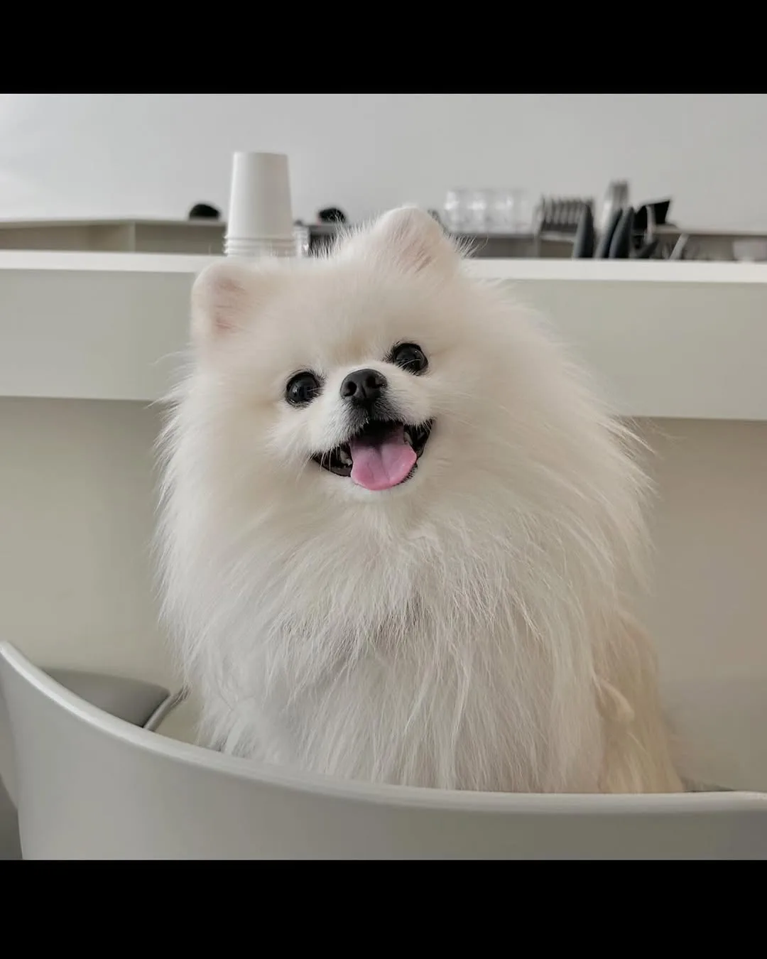 언니랑 카페 나들이!
이뽀이뽀!

#강아지 #댕댕이 #반려견동반 #애견동반 #애견동반카페 #애견동반여행 #인스타그램 #강아지모델 #댕댕이그램 #귀여운강아지 #포메라니안 #쿠키 #선팔 #맞팔 #멍팔 #아기강아지 #곰돌이컷 #댕팔 #일상 #강아지산책 #댕스타그램 #멍스타그램 #멍멍이 #화이트포메 #복종훈련 #애견모델 #원숭이시기 #협찬