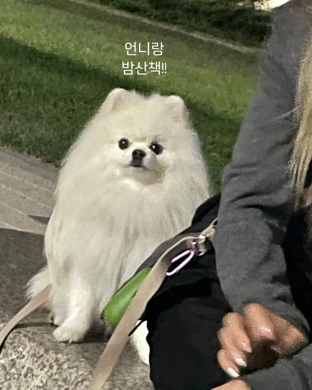 언니랑 하는 밤산책이 쵝오!
언니를 운동시키는건지 쿠키가 산책을 하는건지는 모르지만!😁😁😁

#강아지 #댕댕이 #반려견동반 #애견동반 #애견동반카페 #애견동반여행 #인스타그램 #강아지모델 #댕댕이그램 #귀여운강아지 #포메라니안 #쿠키 #선팔 #맞팔 #멍팔 #아기강아지 #곰돌이컷 #댕팔 #일상 #강아지산책 #댕스타그램 #멍스타그램 #멍멍이 #화이트포메 #복종훈련 #애견모델 #원숭이시기 #협찬