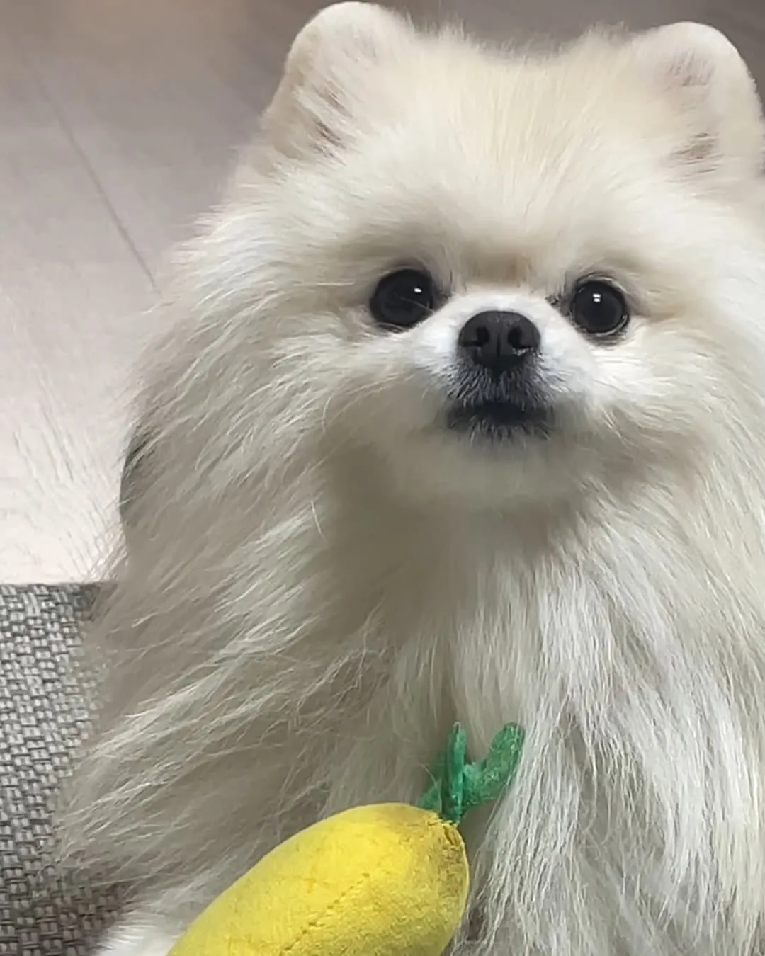 이쁜쿠키!
올만애 업뎃

#강아지 #댕댕이 #반려견동반 #애견동반 #애견동반카페 #애견동반여행 #인스타그램 #강아지모델 #댕댕이그램 #귀여운강아지 #포메라니안 #쿠키 #선팔 #맞팔 #멍팔 #아기강아지 #곰돌이컷 #댕팔 #일상 #강아지산책 #댕스타그램 #멍스타그램 #멍멍이 #화이트포메 #복종훈련 #애견모델 #원숭이시기 #협찬